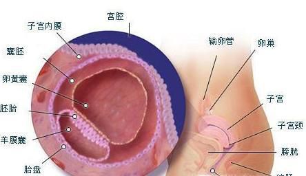 怀孕第3周注意事项