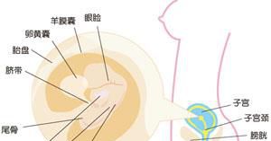 怀孕第7周的注意事项
