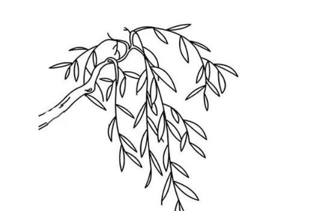 一分钟简笔画—跟我一起画柳树