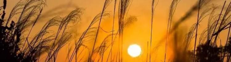 夕阳无限好只是近黄昏什么意思