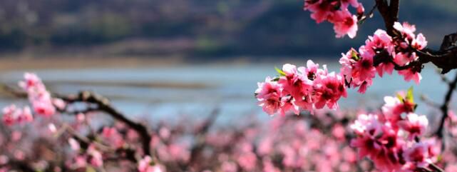 桃李芬芳是什么意思
