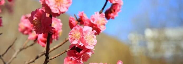 犹有花枝俏原文及翻译