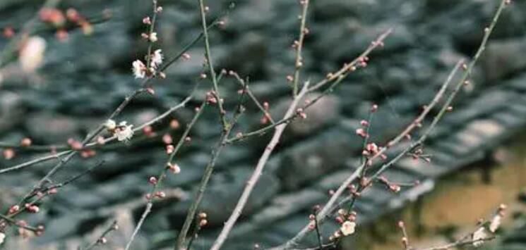 墙角数枝梅全诗及翻译