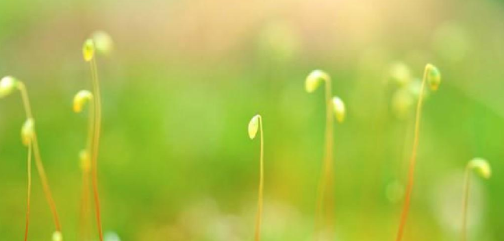 描写春天的成语有哪些