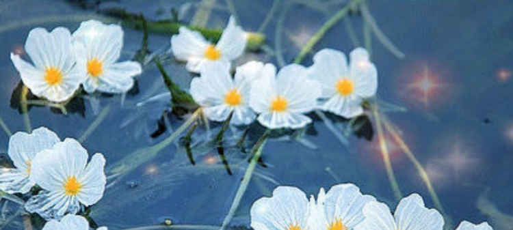 水性杨花是什么意思