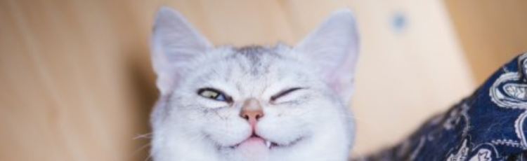 梦见被猫咬预示着什么