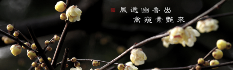为有暗香来出自哪里