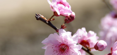 关于梅花的诗句