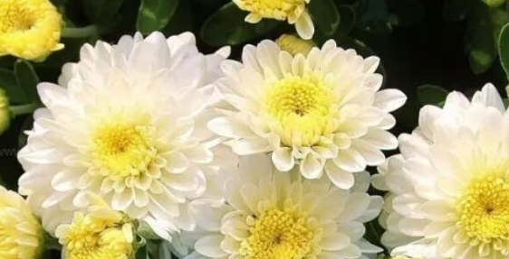 描写菊花的诗句有哪些？