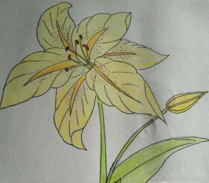 简约小百合花怎么画好看