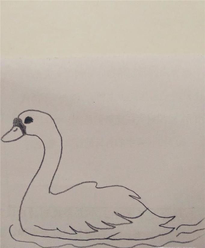 画白天鹅的简笔画