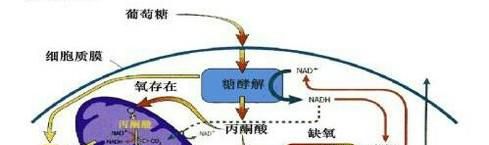 线粒体与叶绿体的异同点