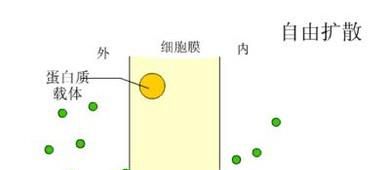 物质跨膜运输的方式有哪些？