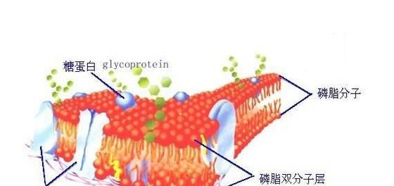 细胞膜的结构与功能