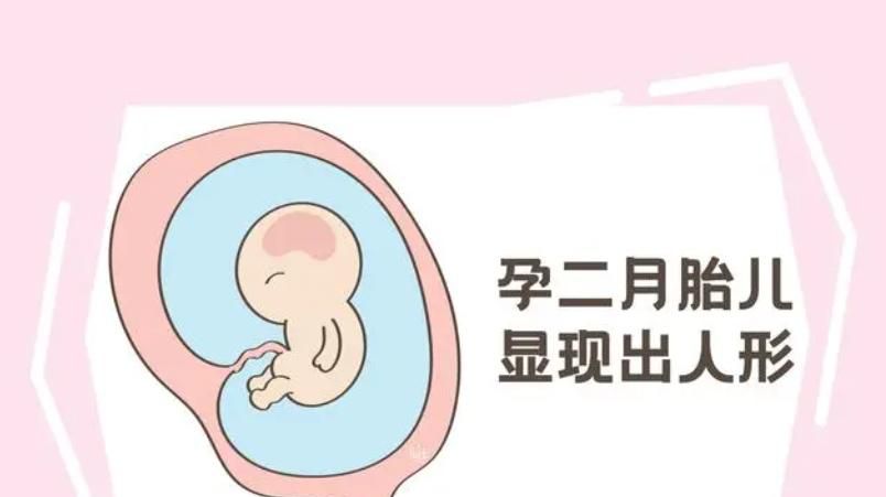 胎儿在子宫是如何发育？几张漫画让你了解，当妈真心不容易！