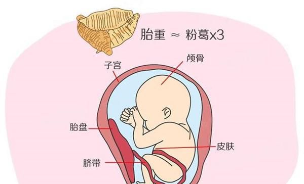 从怀孕33周到36周 胎儿发育情况是怎样的 妇产医生说给你知道