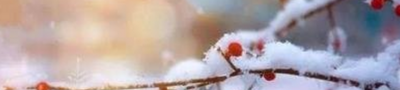遥知不是雪为有暗香来原文及翻译