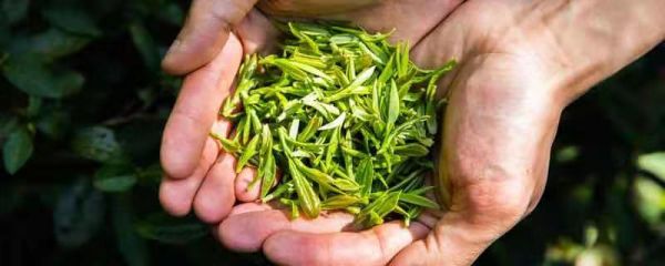 清莲与青莲的区别 清莲与青莲有什么区别
