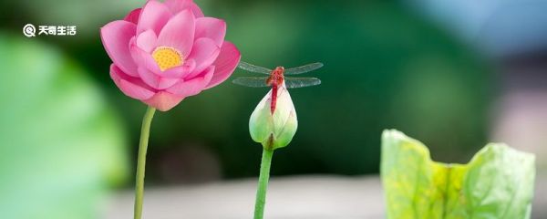 夏日炎炎的诗句 描写夏日炎炎的诗句