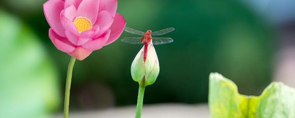 池上和小池描写的是什么季节的景色 池上和小池的原文及译文
