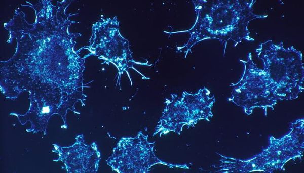 除什么外,生物都是由细胞构成的 什么不是由细胞构成的