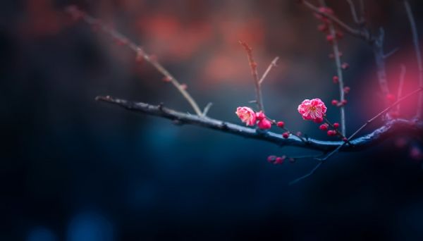 梅花魂这篇课文表达了什么 梅花魂这篇课文表达的是什么