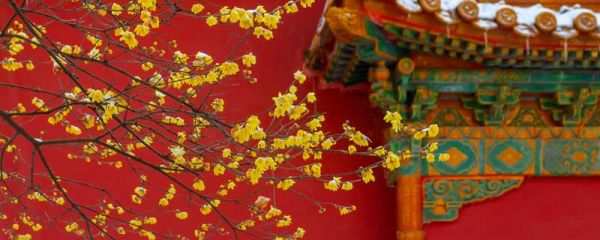 观赏梅花始于什么朝代	 观赏梅花始于哪个朝代