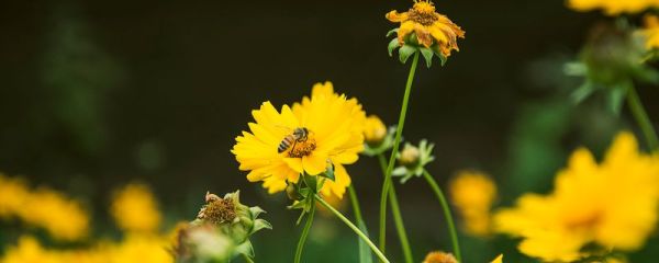 此花开尽更无花的全诗 《菊花》注释