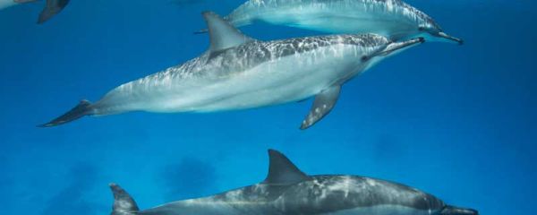 海豚表演开始了围绕这个意思写几句话 海豚表演开始了