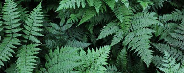 含羞草的特点与外貌描写 描写含羞草的外貌特征