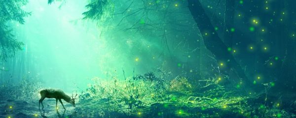 秋夕的翻译 秋夕的译文