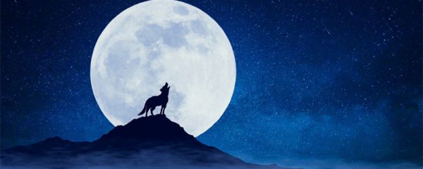 狼三则翻译全文其三 狼三则翻译全文其三启示