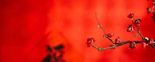 仿写荷花第二自然段写一种植物  仿写荷花第二自然段写一种植物