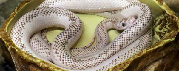 蛇形走位什么意思	 蛇皮走位是什么梗