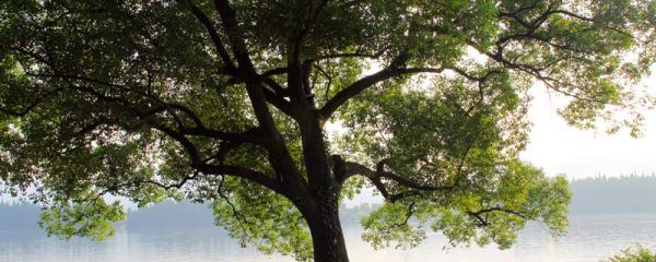 夏天藏在什么的什么里填空 夏天藏在哪里怎么填空