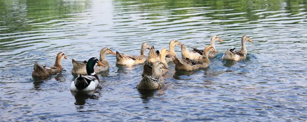农妇与鹜的文言文翻译 农妇与鹜的文言文翻译道理启发