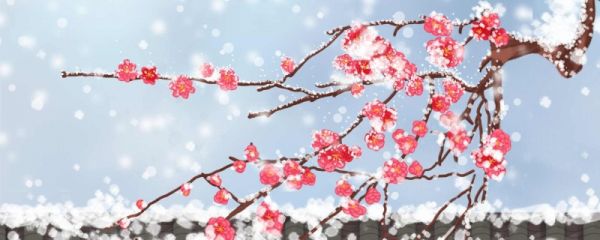 雪梅古诗的诗意及原文 雪梅古诗表达了什么感情