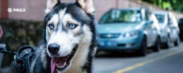 杨布打狗文言文翻译及寓意 杨布打狗文言文意思