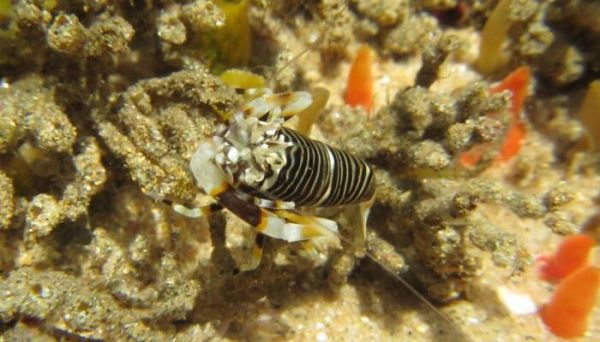 小虾三年级下册课文第三自然段主要写了什么 小虾三年级下册课文第三自然段主要写了啥