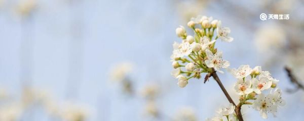 东栏梨花赏析 东栏梨花的意思