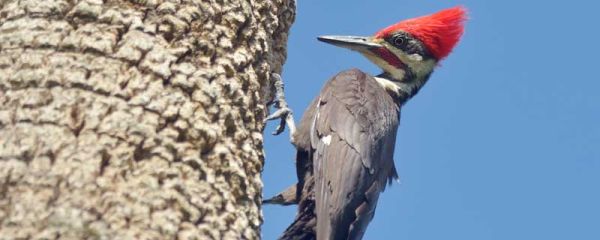 啄木鸟的外貌描写简单  啄木鸟的外貌特征描写