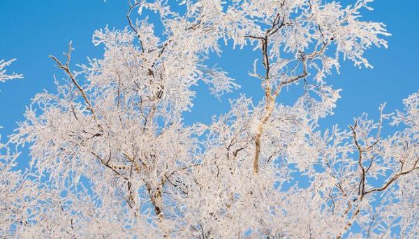 白桦课文主要内容 白桦课文主要内容是什么