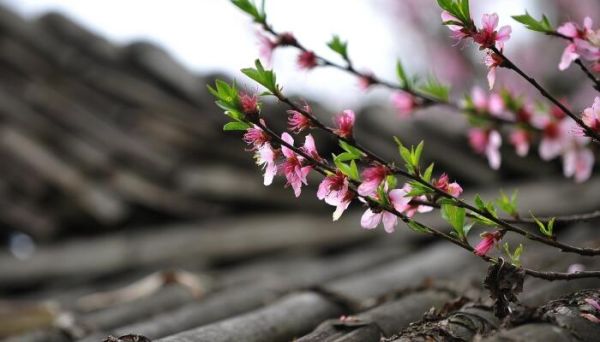 桃花罗隐翻译及赏析 桃花罗隐翻译和赏析