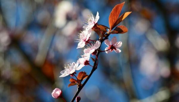 课文梅花魂中的梅花魂是指什么