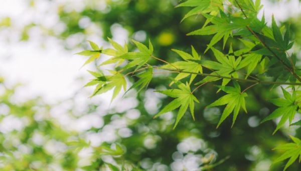 早发白帝城翻译赏析  早发白帝城的翻译和赏析是怎样的