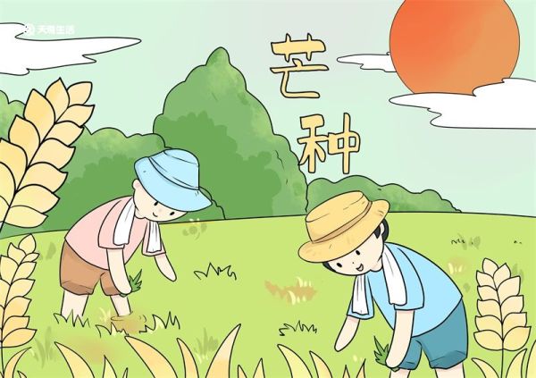 芒种简笔画 芒种简笔画简单好看