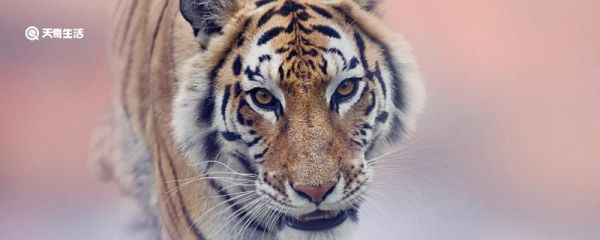 曹操的五虎上将是谁 曹魏五虎上将