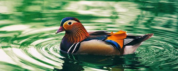 芭芭农场鸳鸯中哪个字代表雄鸟 鸳鸯中哪个字代表雄鸟