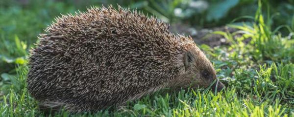 介绍一种事物刺猬	 介绍一种事物刺猬说明文