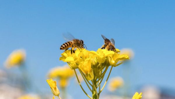 蜜蜂的作者做实验的目的是 蜜蜂的作者做实验的目的是什么